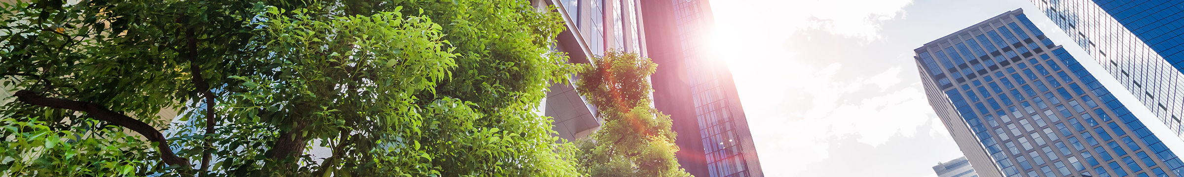 Skyscraper and trees in the sun