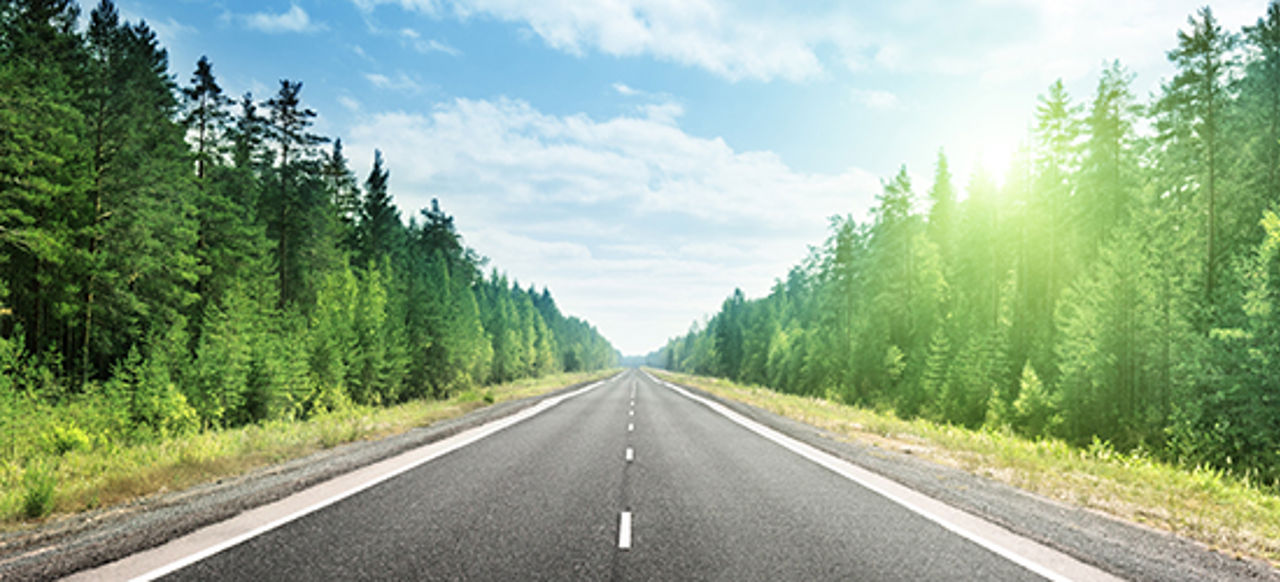 Road and trees