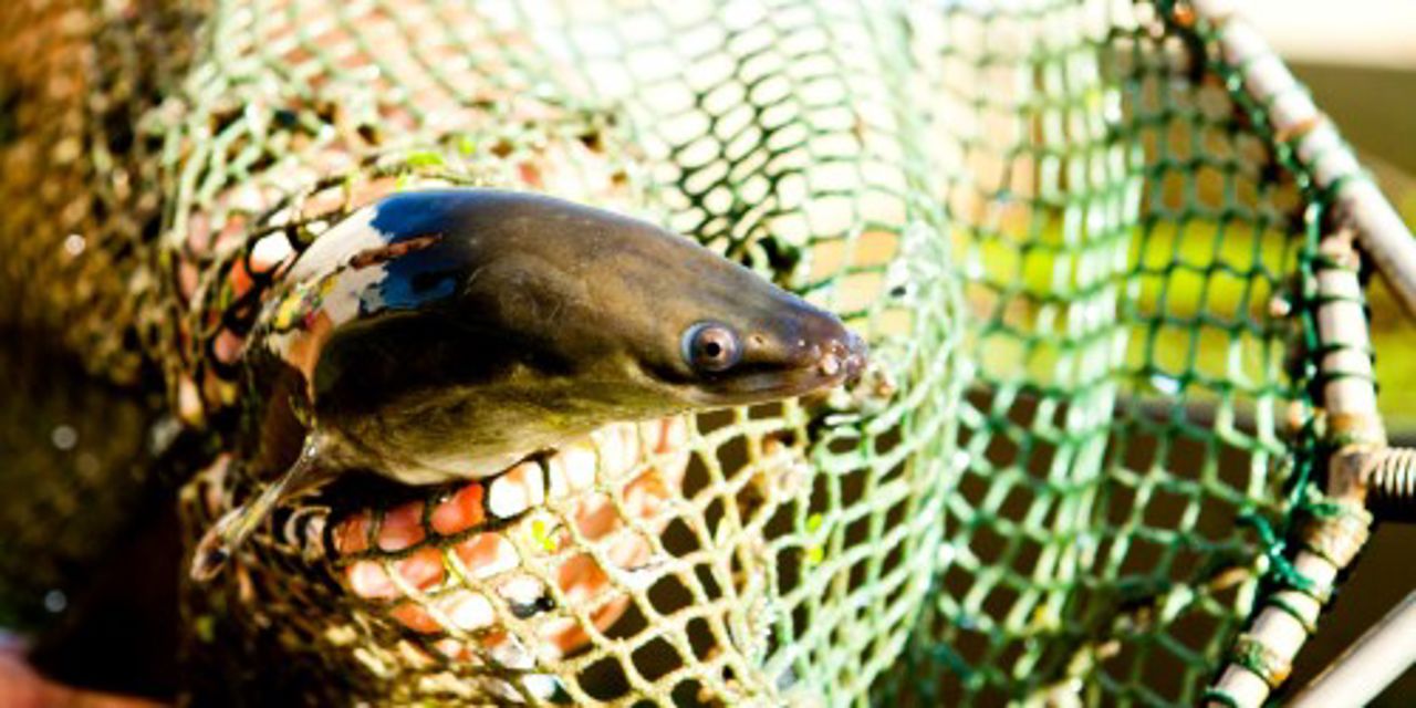 Eel in a net