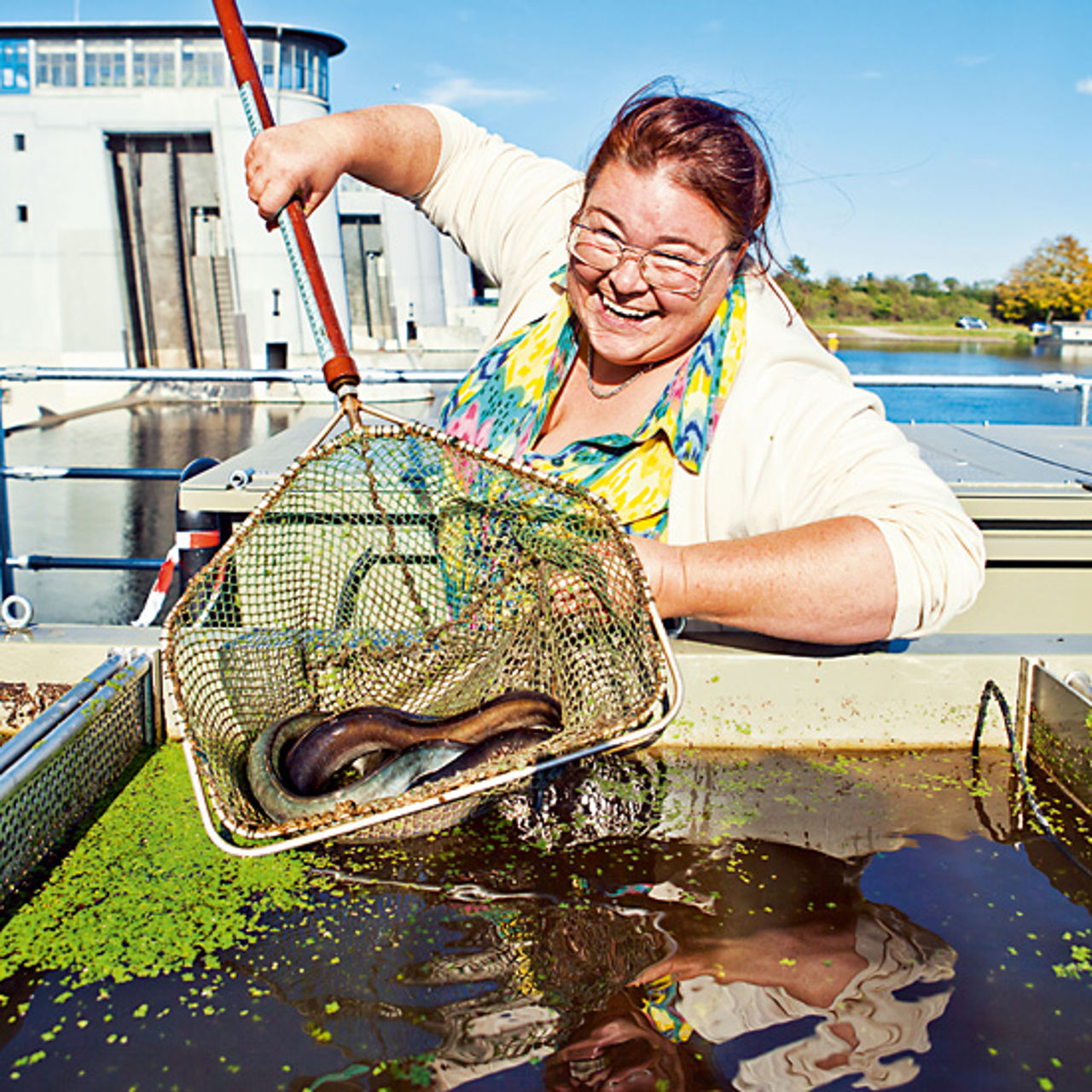 Eels in net